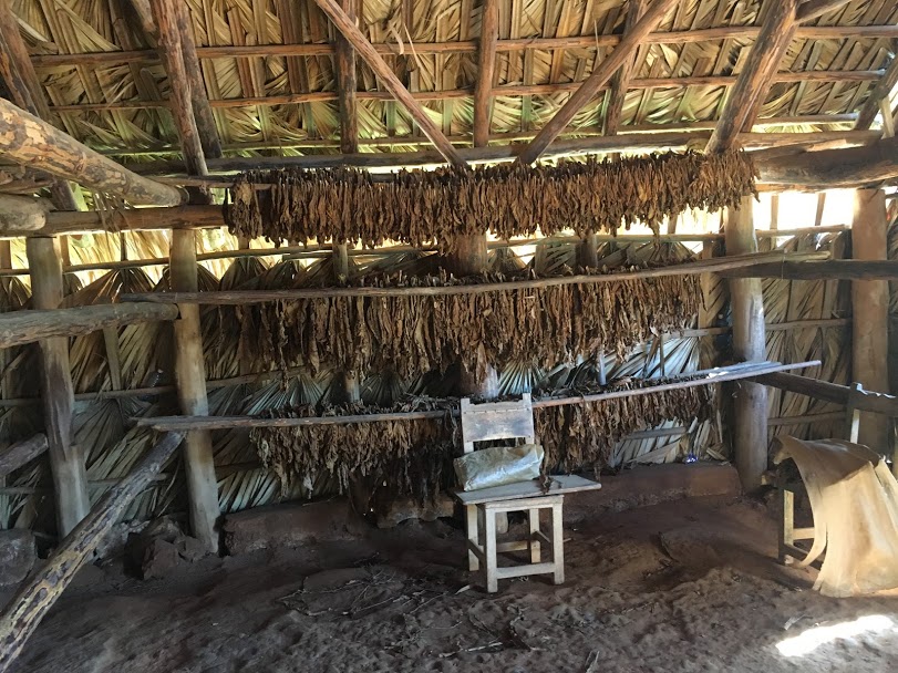 Visit Tobacco farms - Cuban Cigars