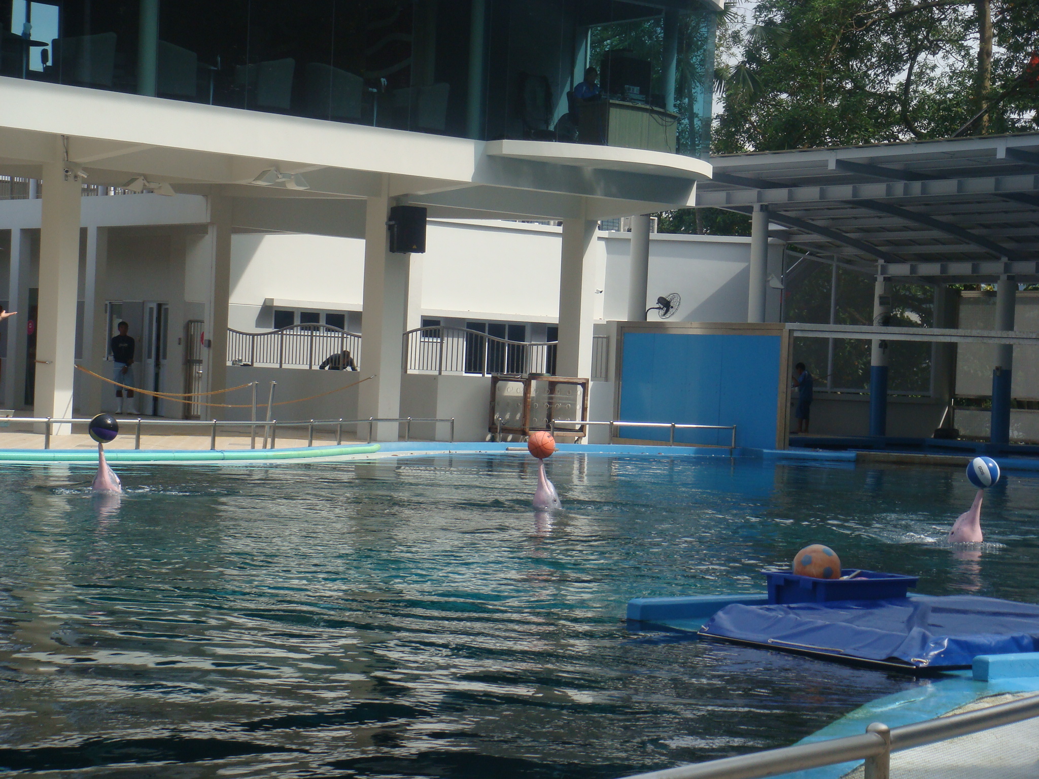 Dolphin Island - Resorts World Sentosa, Singapore