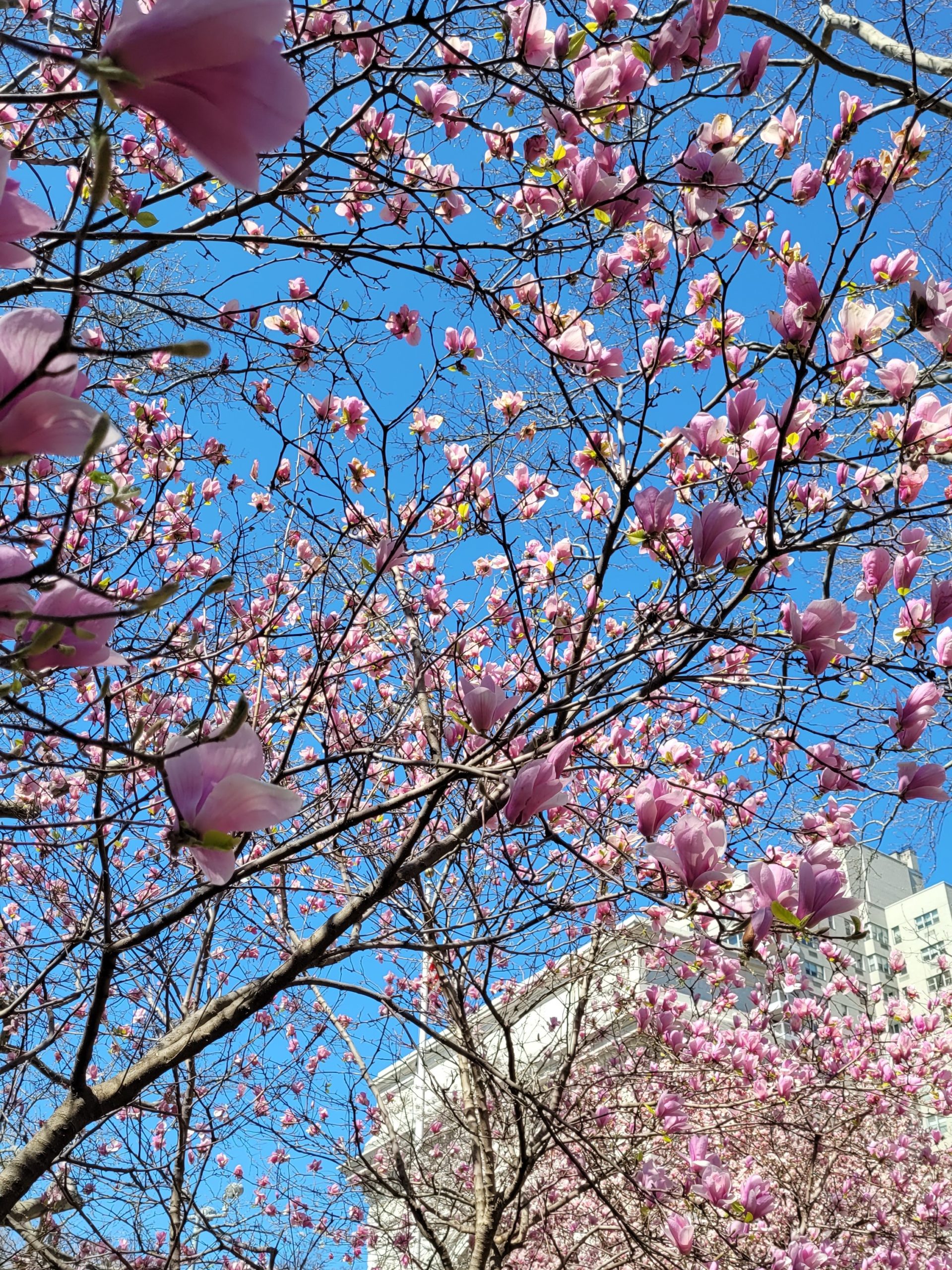 soft pink magnolia trees at Washington square park