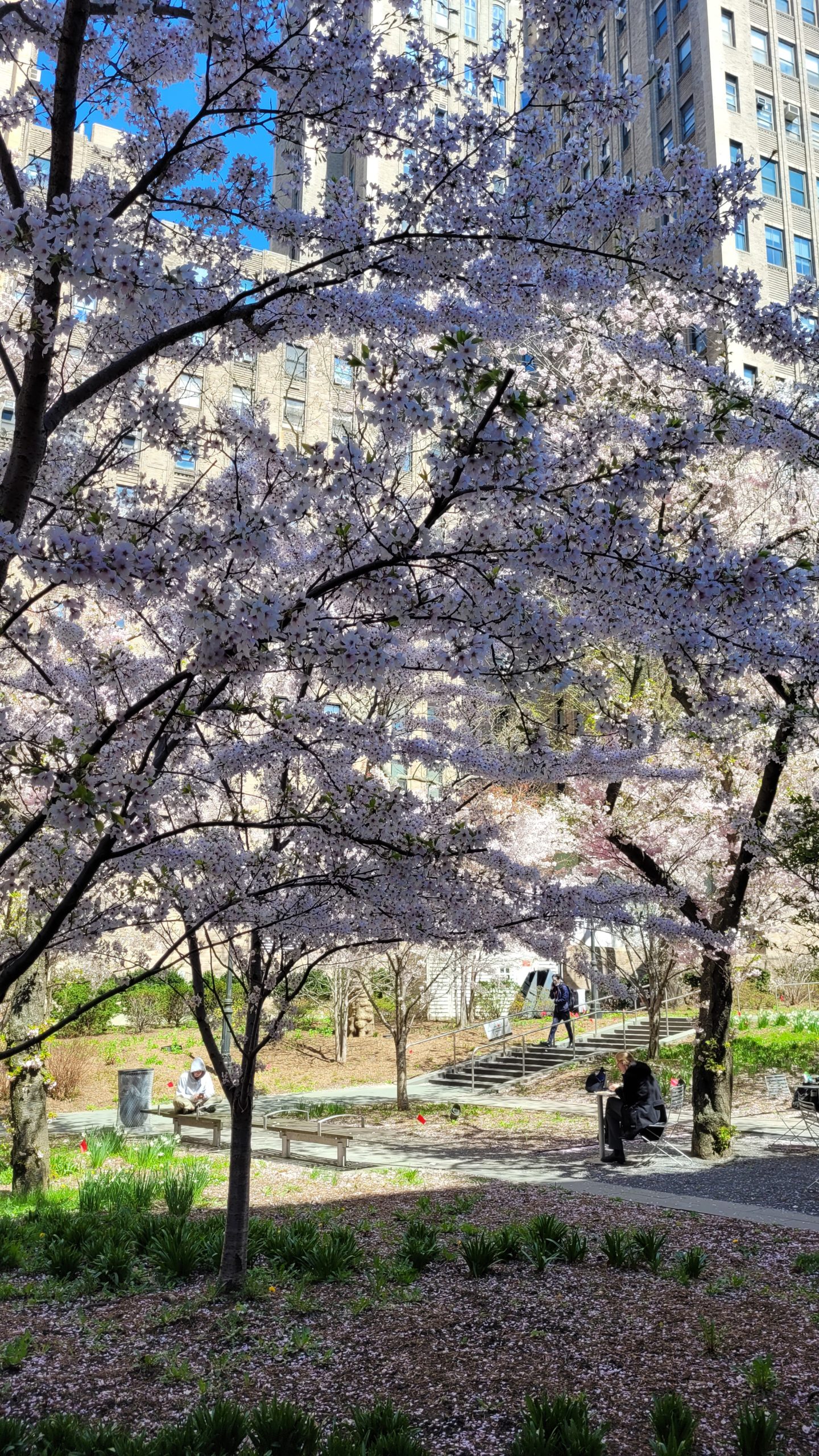 white-cherry-blossoms-trees-uptown-manhattan